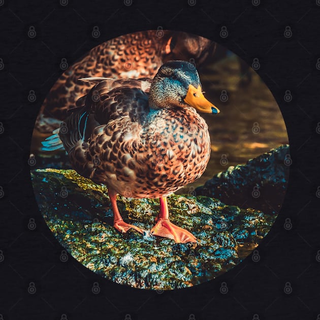 Duck on a Rock Photograph by love-fi